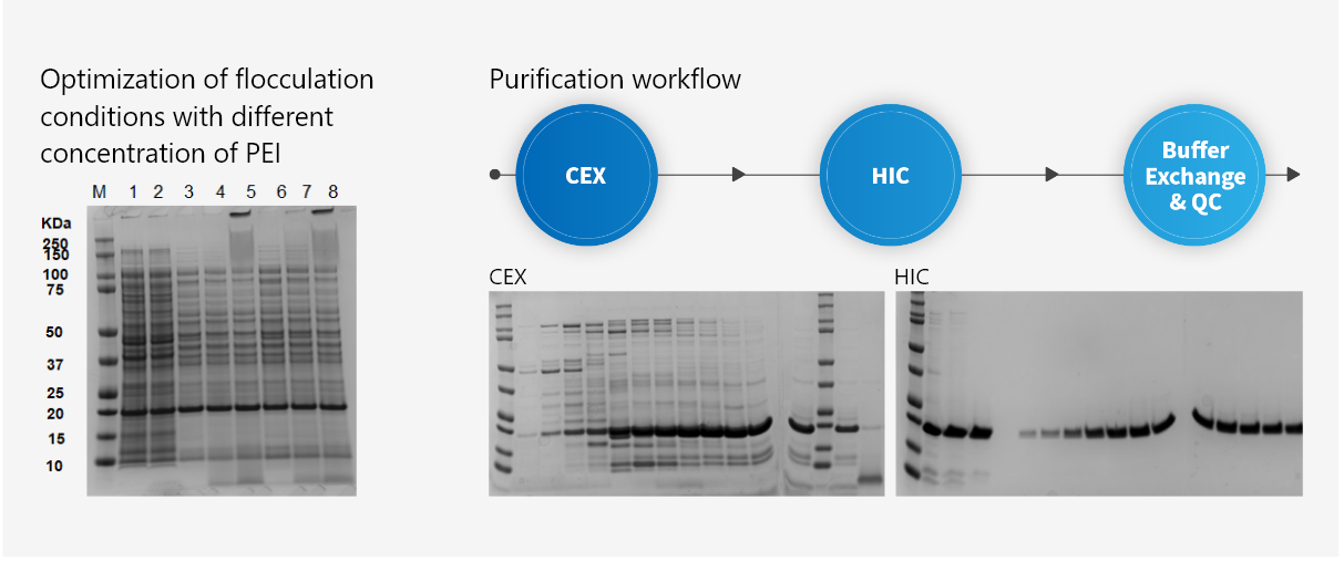 This case study underscores the importance of purification expertise in achieving a purity level exceeding 99% for an untagged enzyme, essential for bioconjugation.