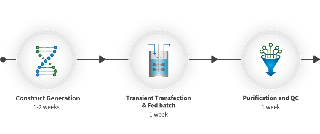 WuXian Transient™: CHO system derived from CHO-K1 cells that stands out for its high-titer expression capabilities, ensuring optimal protein yield in a shorter time frame.