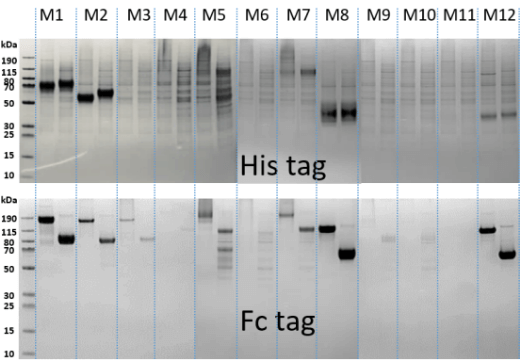 High throughput transient expression using 24-deep well plate for large number of protein expression.