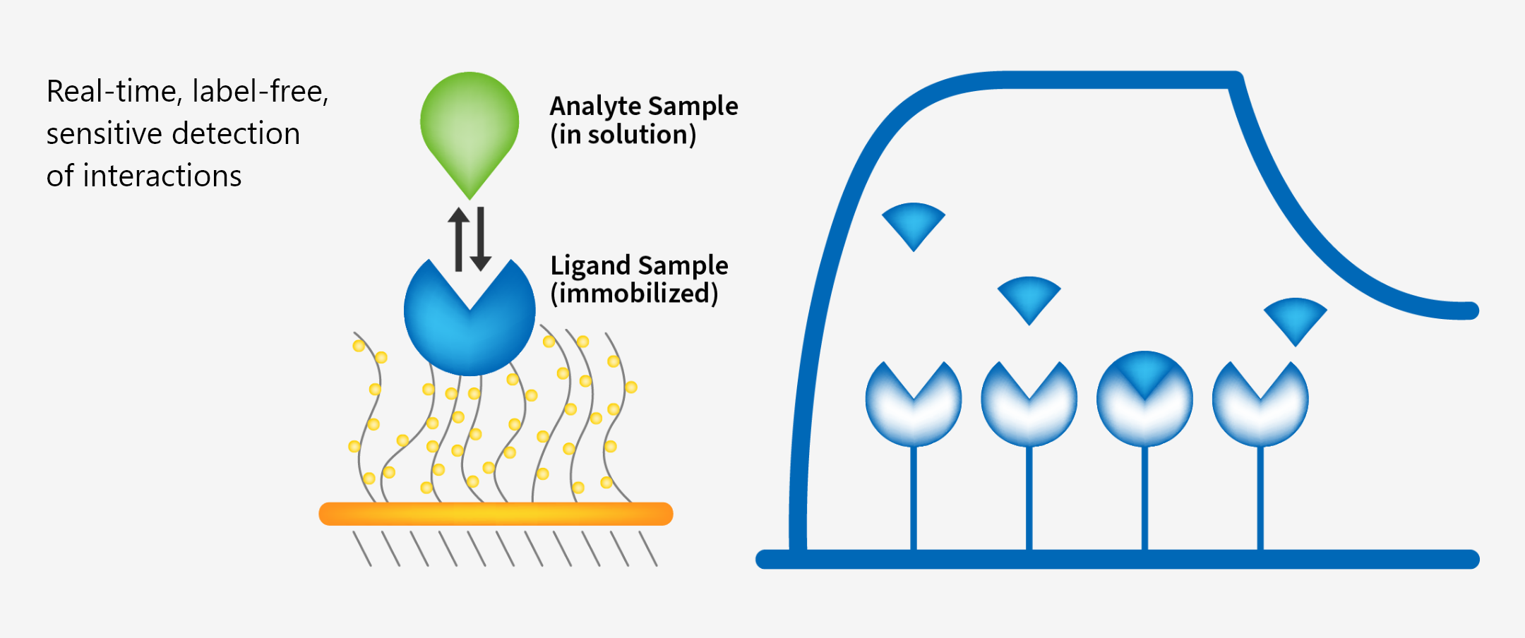 SPR is a real-time, label-free method of sensitive detection of molecules interactions.